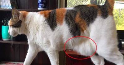 辟謠：貓咪有晃蕩的小肚腩并非得了肥胖癥，那是貓咪的「原始袋」