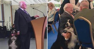 愛爾蘭總統正在采訪，一旁的狗狗瘋狂撒嬌搶鏡，網友萌化：快摸它！