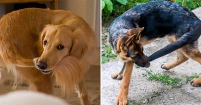 狗狗啃自己「尾巴」的5個意思，它是在提醒你，它生病了!