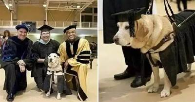 狗狗因沒缺席一堂課，畢業當天校方做出驚人決定：授予它碩士學位