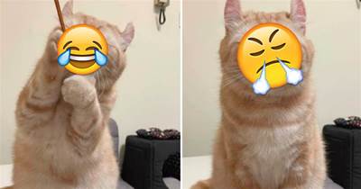 主人抓拍貓咪丑照，被貓咪發現后秒變嚴肅臉：快刪掉！