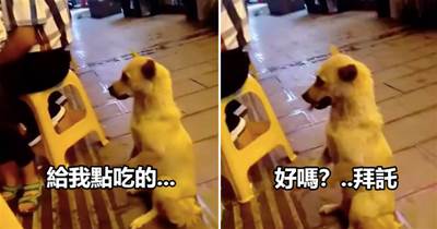 一只殘障狗狗坐在路邊，為了向人類討食不斷作揖，狗狗：拜托~生活所迫