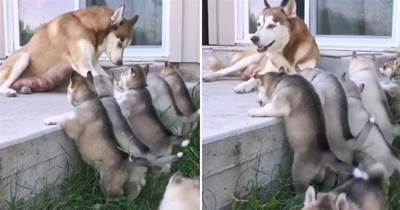 二哈生了8只奶狗，為了逃避「喂奶」，想出了個「餿主意」，網友：不是親媽吧！