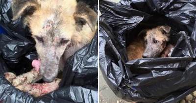 流浪狗被裝進了黑色垃圾袋，解開袋子狗狗眼中含淚：我不是垃圾啊