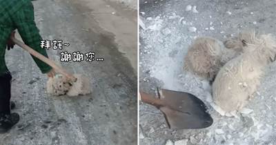 兩只流浪狗依偎在一起取暖，卻被凍在了路面上，好心人看到后暖心救助❤