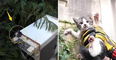 流浪小貓被洗衣機卡住，貓媽卻愛莫能助，搬家時干脆將它「拋棄」