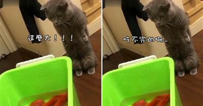 主人帶著魚干回來，貓咪看到桶里的魚干，滿臉懵逼愣在原地：這麼大怎麼吃啊！