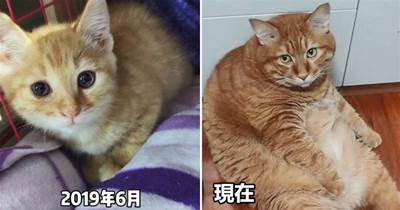 女子給橘貓絕育后，貓咪的體重達到了18斤：喂豬飼料養大的？