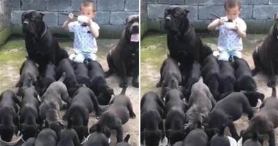 五歲小主人吃飯，身邊卻圍了20多條黑狗，這景象讓人捧腹大笑！