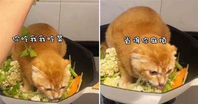 網友曬研制最新菜系「貓咪菜花煲」，打開鍋蓋后笑翻網友：救命，主菜在吃配菜！