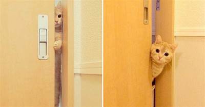 貓咪好奇房間里的動靜，從門縫鉆進來露出這表情讓人直呼好可愛
