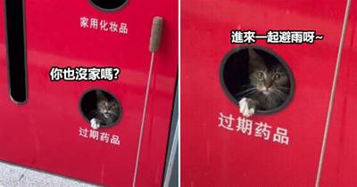 在回收箱里躲雨的小貓，面對人類的反應看著心疼，貓：你也沒家嗎