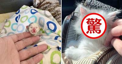 拇指大的奶貓被救助，它是同窩貓咪唯一的幸存者，24天后逆襲「超萌奶貓」