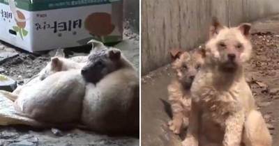 兩只小奶狗因患皮膚病被迫流浪，被救后不肯離開：原來還有一只！