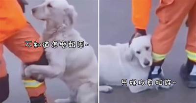 消防員在洪水中救了只狗，它抱著他的大腿表示感謝，久久不愿松開：以身相許吧~
