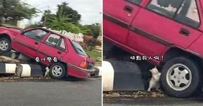 一只白貓停留在交通事故現場，「雙手推車」想要救人，男子走近一看笑了