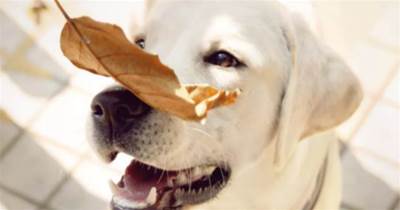 獸醫勸告：秋天養狗，不要「忽略」這5件事，會害了它的！