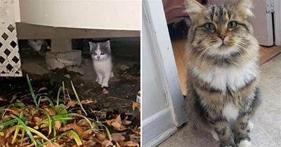 陽台下發現了貓媽媽和三只小貓，為什麼這麼漂亮的貓咪還要被遺棄