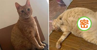 橘貓身上長了「硬塊」，以為是腫瘤，獸醫看后面色凝重：那是脂肪！