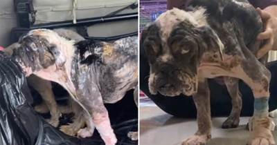 瘦弱小狗被當成「肉狗」販賣，救下后被「病痛折磨」，4位女孩的出現讓「狗生」改變了