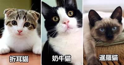 6種貓咪被「吹捧上天」，事實上很難養，網友表示：貼錢也別要