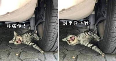 貓咪被卷進車胎，嚇得車主急忙下車查看，眼前一幕卻讓人哭笑不得：表演系畢業的嗎？