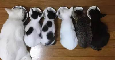 母貓懷孕最后生了5只小貓，看花色主人疑惑：孩子的爹到底是誰？