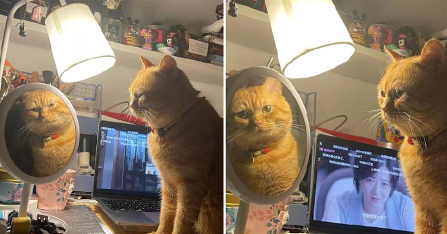 貓咪每天都照鏡子，沉迷于自己的盛世美顏無法自拔：該死，又帥了