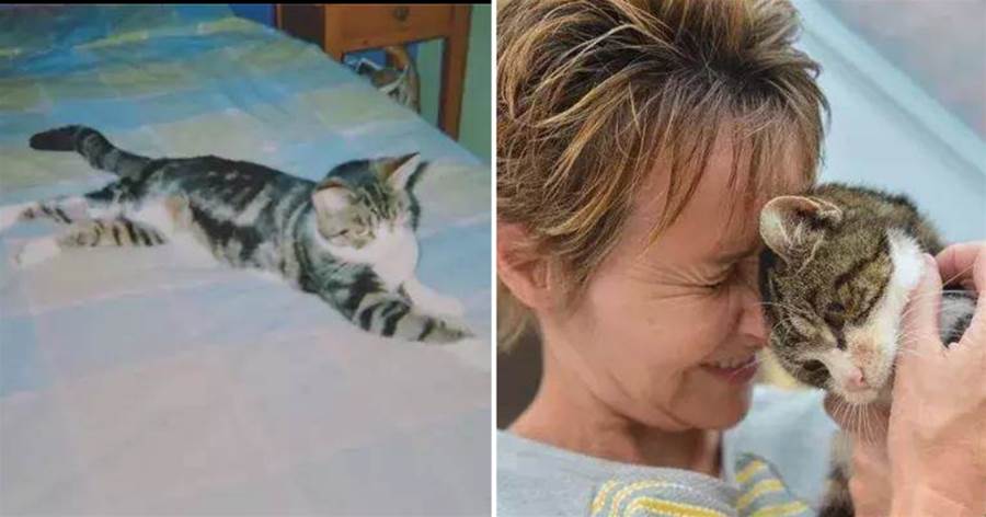 貓咪4歲時失蹤，13年后竟在距家40公里的小鎮被發現……