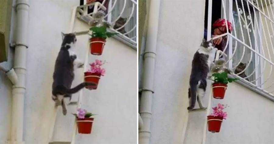 大媽為幫助流浪貓，在自家窗外搭了個小梯子，只為了它們不被凍壞