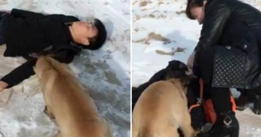 主人假裝暈倒在雪地，狗狗連忙找到路人救援，看著讓人淚目