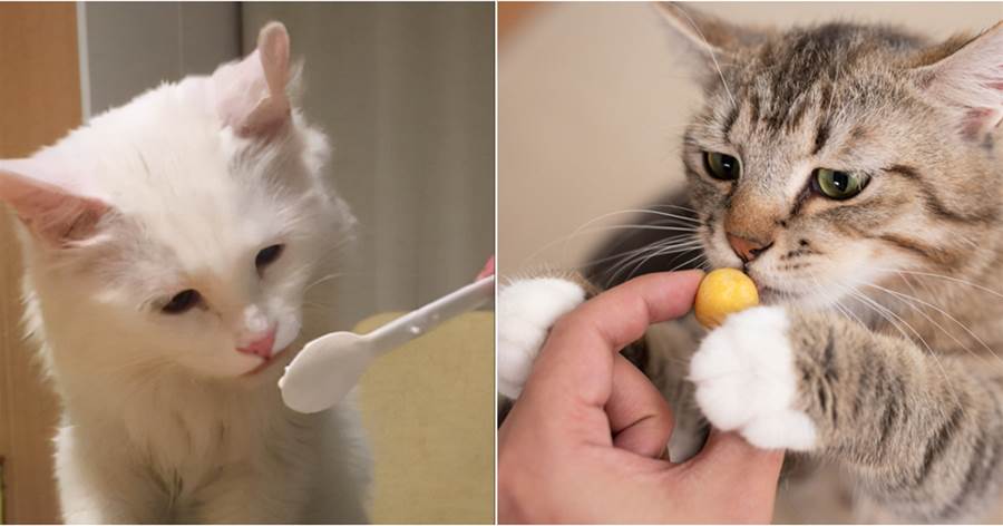貓咪能吃的6種「人類食物」，只要喂對了，貓咪越吃越健康