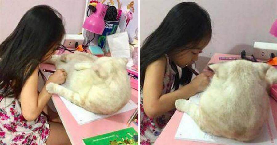小女孩深夜伏案寫作業，貓咪纏著她求抱抱，場景讓眾人欣慰：作業哪有我好玩~