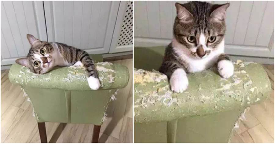 貓咪為什麼會經常抓沙發？可能是這4個原因，你能理解嗎？