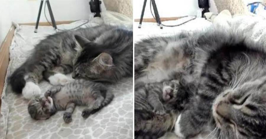 四只剛出生的小貓無一存活，流浪貓媽正值絕望時，卻給它帶來驚喜