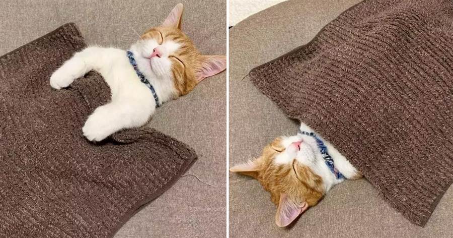 小貓喜歡仰躺著睡覺，主人給它蓋了毛巾：天冷別著涼哦~