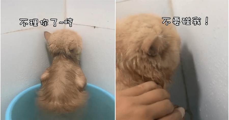 主人給貓咪洗澡期間接了電話，它就開始面壁生氣了，哄不好的那種！貓貓：走開啦！我沒生氣