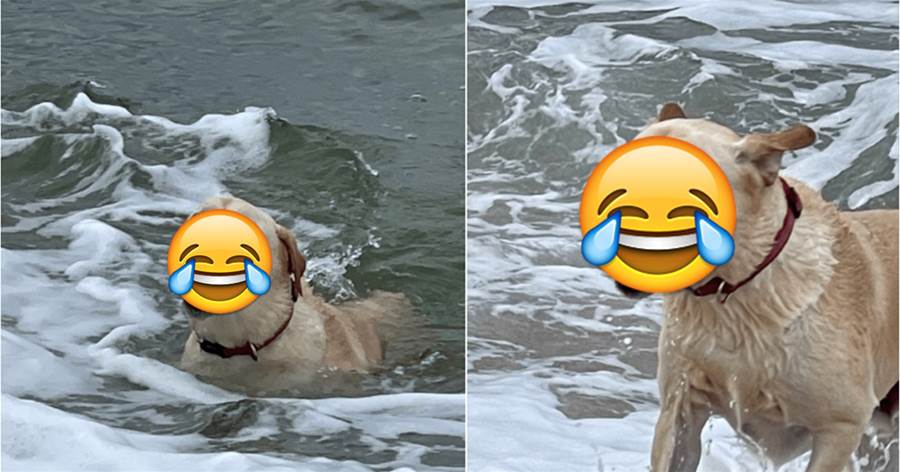 狗狗從海里叼著球回來，還以為球的紋路是它的牙齒，鏟屎官笑噴了：毫無違和感啊 ！