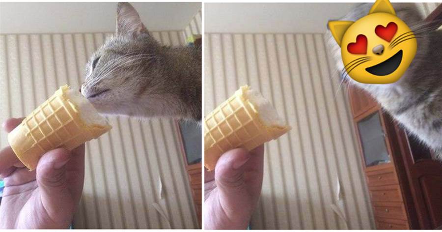 寵主給貓咪吃了一口冰淇淋，吃了第一口神情大變！表情笑壞網友，貓貓：這是什麼神仙味道！