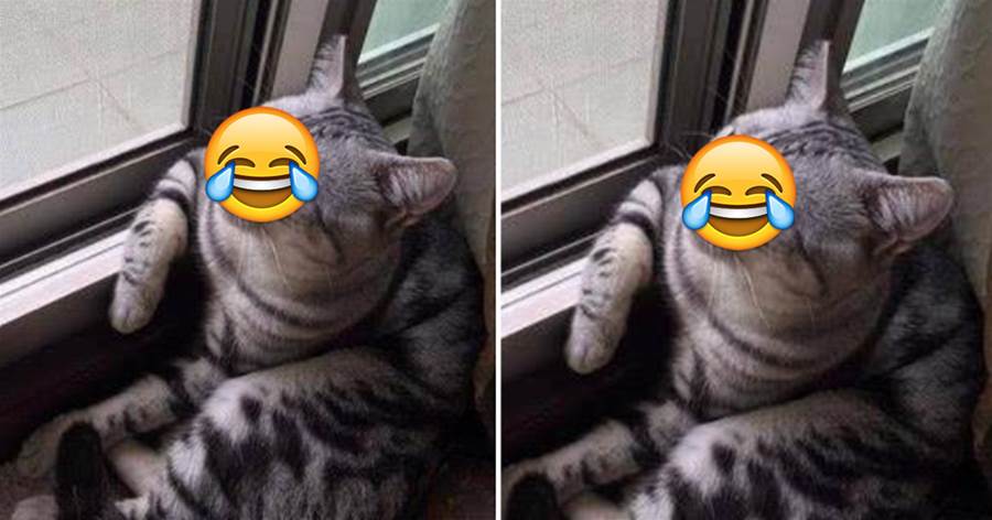 主人回家找不到貓咪，最后找去窗子邊一看，被它的架勢給逗笑了 ：唉...喵生啊！