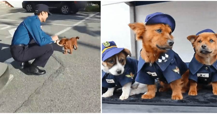警員救助了一只流浪狗，半個月后拖家帶口來報恩，網友：一家子都成警犬了
