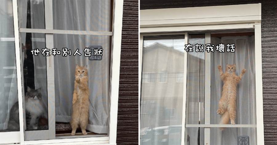 網友在和鄰居聊天，貓咪趴在窗戶上監視著：告訴你，別說我壞話哦
