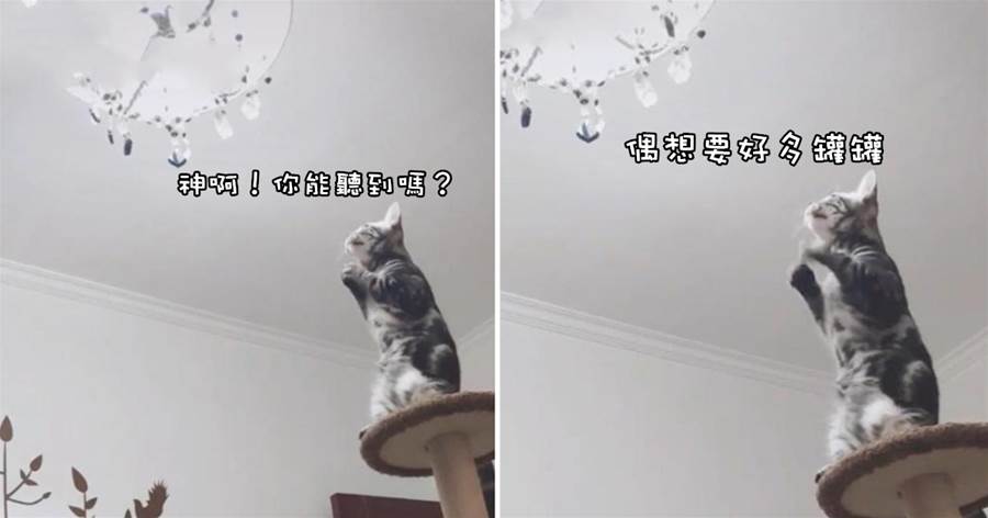 貓咪站在貓爬架上面，貓爪合十對著燈泡作揖，貓：賜我一個母貓吧