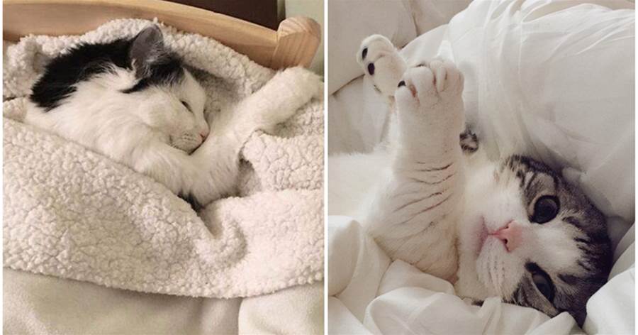 貓咪「上你的床」，不只是想睡覺，還有這6個原因