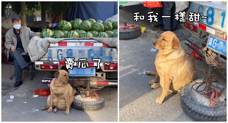 狗狗菜市場幫主人看西瓜攤，敦實身材太「搶鏡」，網友:瓜都被你吃了吧