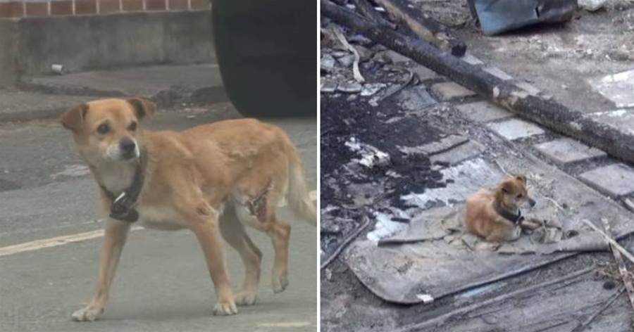 狗狗從小跟著爺爺撿廢品，爺爺「失蹤」后，它每天去廢墟苦苦尋找