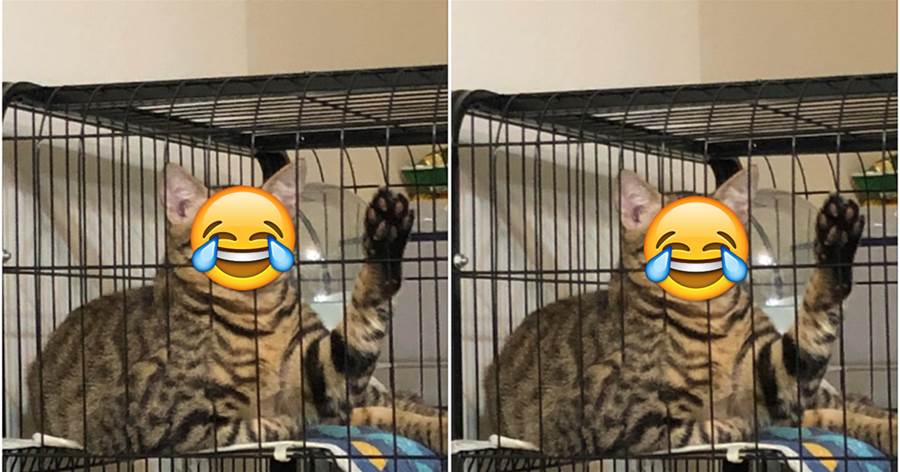 貓咪因為太粘人被網友關在籠子里，第二天早晨看到牠的表情嚇了一大跳：快點放朕出來！