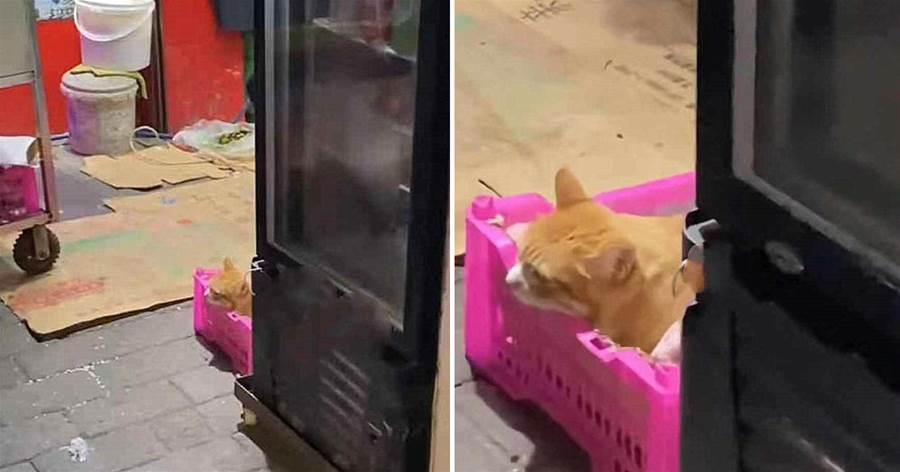 回家的路上看見一只橘貓，鏡頭拉近后都驚呆了：這是阿嬤喂的嗎？