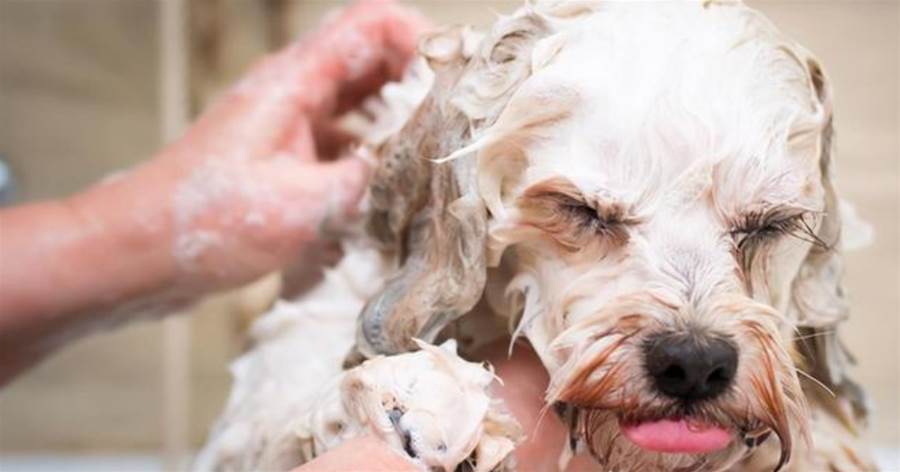 哪些情況下不能給狗洗澡？若是選錯了時機，汪就危險了