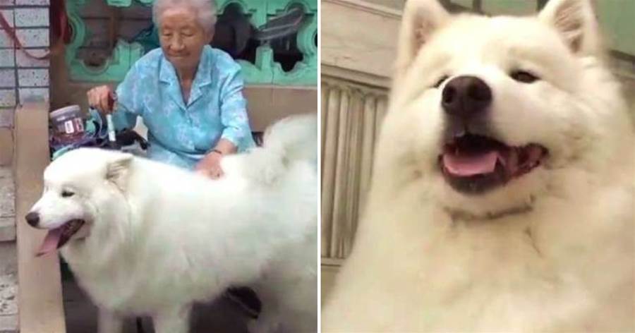 當93歲的奶奶遇上3歲的薩摩耶，給盡狗狗所有的愛，孫女都羨慕